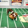 Adorable Photos: Behind The Scenes At Puppy Bowl VIII, Where The Poop Hits The Gridiron